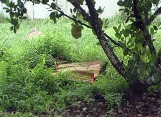 Lâm Đồng: Phó Chủ tịch xã bị bắn chết trong vườn cà phê