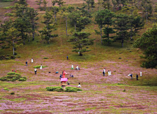 Cỏ hồng Đà Lạt 2017 chính thức vào hội