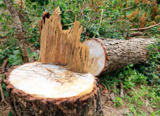 Tàn phá rừng thông nội ô Đà Lạt