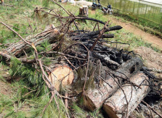 Đà Lạt: Phá rừng thông hơn 40 năm tuổi để lấy đất bán