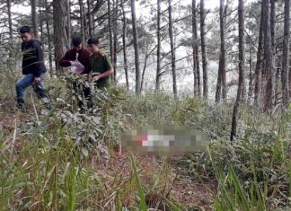 Đà Lạt: Phát hiện tử thi nam thanh niên trong đồi thông