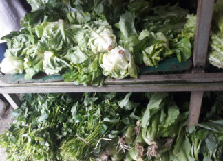 Sau bão, rau Đà Lạt khan hiếm, giá tăng kỷ lục