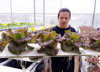 Đà Lạt: Trồng rau sạch bằng… không khí