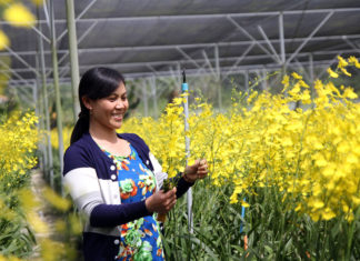 Lâm Đồng: Bán 9 sào cà phê, trồng 1 sào lan vũ nữ, 10 tháng lời 270 triệu