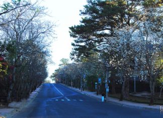 Đừng quên mùa hoa Ban Trắng tháng 12 ở Đà Lạt