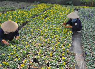 “Khoác áo hoa” mới cho Ðà Lạt