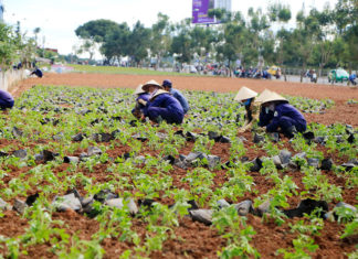 Trồng mới 42.000 cây hoa hồng ri dịp Festival hoa Đà Lạt lần VII