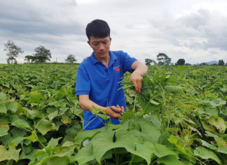 Bảo Lâm: Thu nhập cao từ trồng su su lấy ngọn