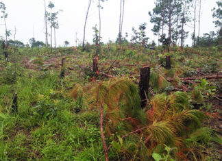 Đức Trọng: Phát hiện vụ phá rừng nghiêm trọng