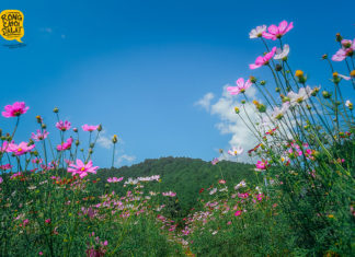 Vườn hoa Bươm Bướm Đà Lạt nở rộ thu hút hàng nghìn lượt khách tham quan