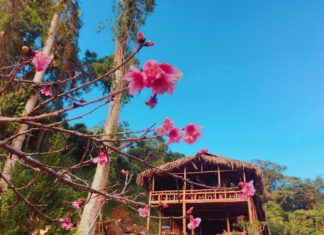 Mở cửa Không gian hoa anh đào Nhật Bản tại Đà Lạt
