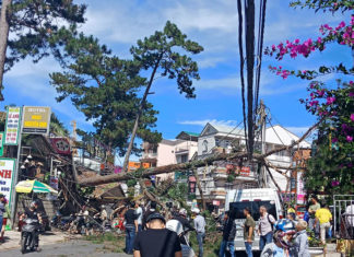 Thông cổ thụ gãy đổ đúng ngày cao điểm du khách đổ lên Đà Lạt