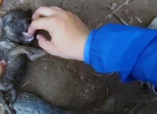 Chàng trai ‘hồi sinh’ cún con ngạt nước gây bão mạng thế giới