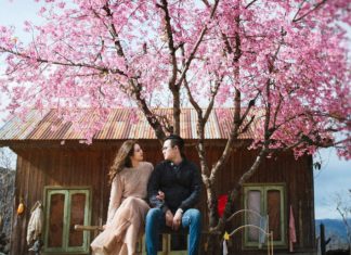 Ngày hội hoa Anh đào chính thức diễn ra ngày 26/01