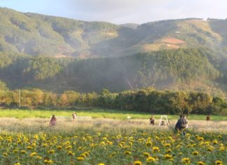 Đà Lạt: Có một rừng hoa bên chân đèo