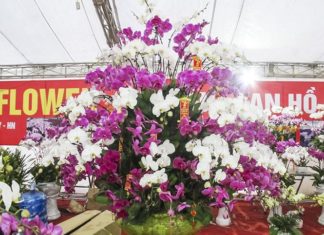Đà Lạt: Ngắm chậu lan hồ điệp ‘khủng’ giá 70 triệu đồng