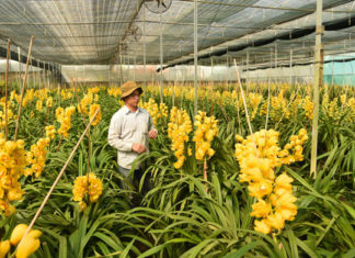 Địa lan nở sớm, nhà vườn Đà Lạt thất thu