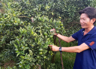 Lâm Đồng: Trồng quýt từ nước cốt cá tươi, thu hơn 6 tỷ đồng mỗi năm