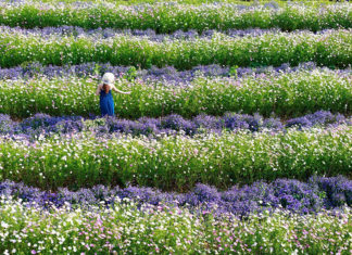 Đẹp hú hồn F Cánh Đồng Hoa mới xuất hiện tại Đà Lạt