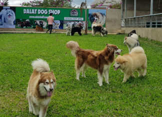 “Resort” cho… cún cưng ở Đà Lạt
