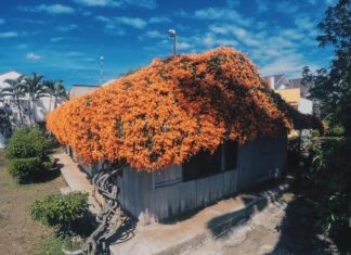 Bảo Lộc: Xuất hiện NGÔI NHÀ CỔ TÍCH khiến dân tình “đứng ngồi không yên”