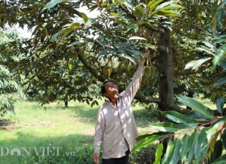 Lâm Đồng: Bỏ mía trồng sầu riêng, nông dân lãi nửa tỷ mỗi năm