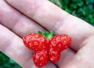 Độc đáo vườn dâu tây sum xuê trái hình găng tay, cánh bướm ở Đà Lạt