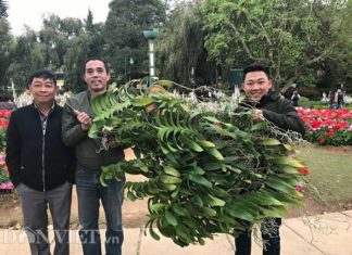 Lâm Đồng: Chàng trai Nam Ban bán giò lan “khủng” giá 100 triệu đồng