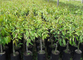 Lâm Đồng: Đột nhập vườn ươm lấy trộm hơn 750 cây giống sầu riêng ghép