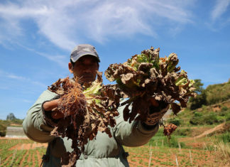 Nông dân Đà Lạt điêu đứng vì rau nhiễm virus lạ