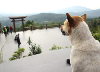 Cuộc sống của “lão chó lạc trôi” tại chùa Linh Quy Pháp Ấn