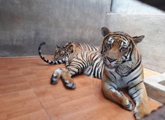 Đà Lạt: Kiểm tra thông tin động vật bị ngược đãi ở khu du lịch thác Prenn