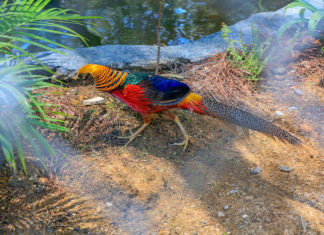 Bốn trong mười loài chim đẹp nhất hành tinh đã có mặt tại Đà Lạt