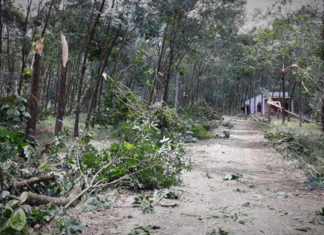 Đạ Huoai: Lốc xoáy làm cây trồng gãy đổ la liệt