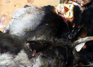 Đức Trọng: Giấu xác 8 con Voọc trong nhà, một người dân bị phạt hơn 350 triệu đồng