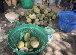 Về thủ phủ sầu riêng tại Lâm Đồng ăn sầu riêng miễn phí