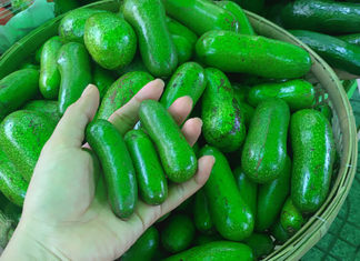 “Siêu phẩm” bơ tí hon không hạt khiến người tiêu dùng trố mắt