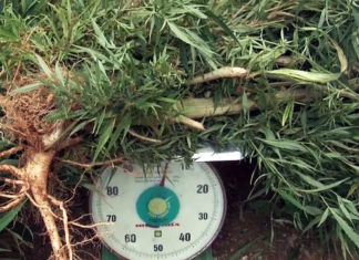 Bảo Lộc: Phát hiện, thu giữ 10 cây cần sa