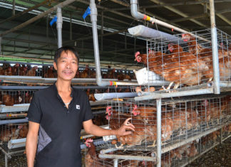 Lâm Đồng: Nuôi heo, gà tự động, chỉ bán phân đã có 30 triệu/tháng