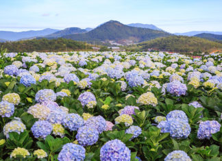 Đà Lạt tháng 7 có gì?