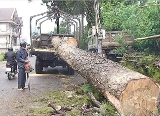Đà Lạt: Ảnh hưởng mưa bão, nhiều cây gãy đổ, giao thông ách tắc cục bộ