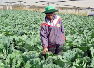 Lâm Đồng: Vườn chỉ trồng ớt ngọt, bắp sú, cà chua thôi mà lời 1,2 tỷ đồng/năm