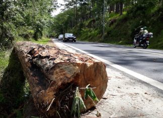 Đà Lạt: Cưa hạ thông cổ thụ trên đèo Prenn để đảm bảo giao thông