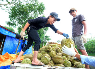 Lâm Đồng: Thương lái đổ xô gom hàng, giá hạt sầu riêng tăng vọt