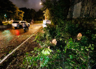 Đà Lạt: Mưa kèm gió mạnh, nhiều cây xanh ngã đổ