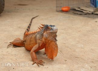 Lâm Đồng: Rùng mình xem chàng trai 9X nuôi đàn “rồng” đông như gà