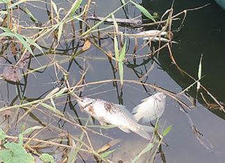 Di Linh: Cá chết, nước thải bốc mùi vì ô nhiễm