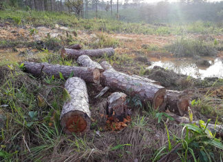 Lâm Đồng: Để phá hơn 39.000m² rừng phòng hộ, phó chủ tịch xã bị đình chỉ công tác