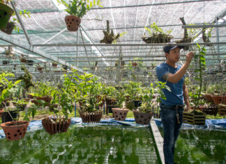 Ghé thăm vườn Lan rừng tiền tỷ của chàng trai Lâm Đồng