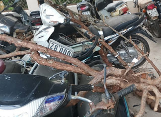 Đà Lạt: Bắt giữ nhóm đối tượng trộm gốc hoa hồng cổ